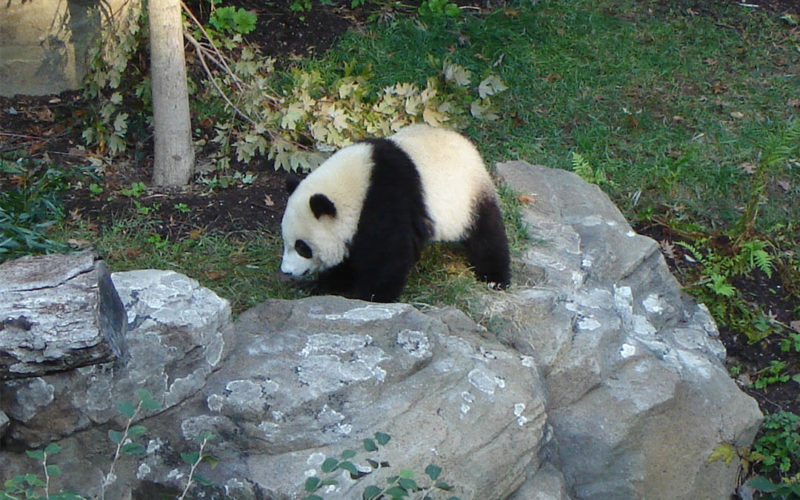 Smithsonian National Zoological Park - Washington, D.C., <i>15+ year relationship</i>